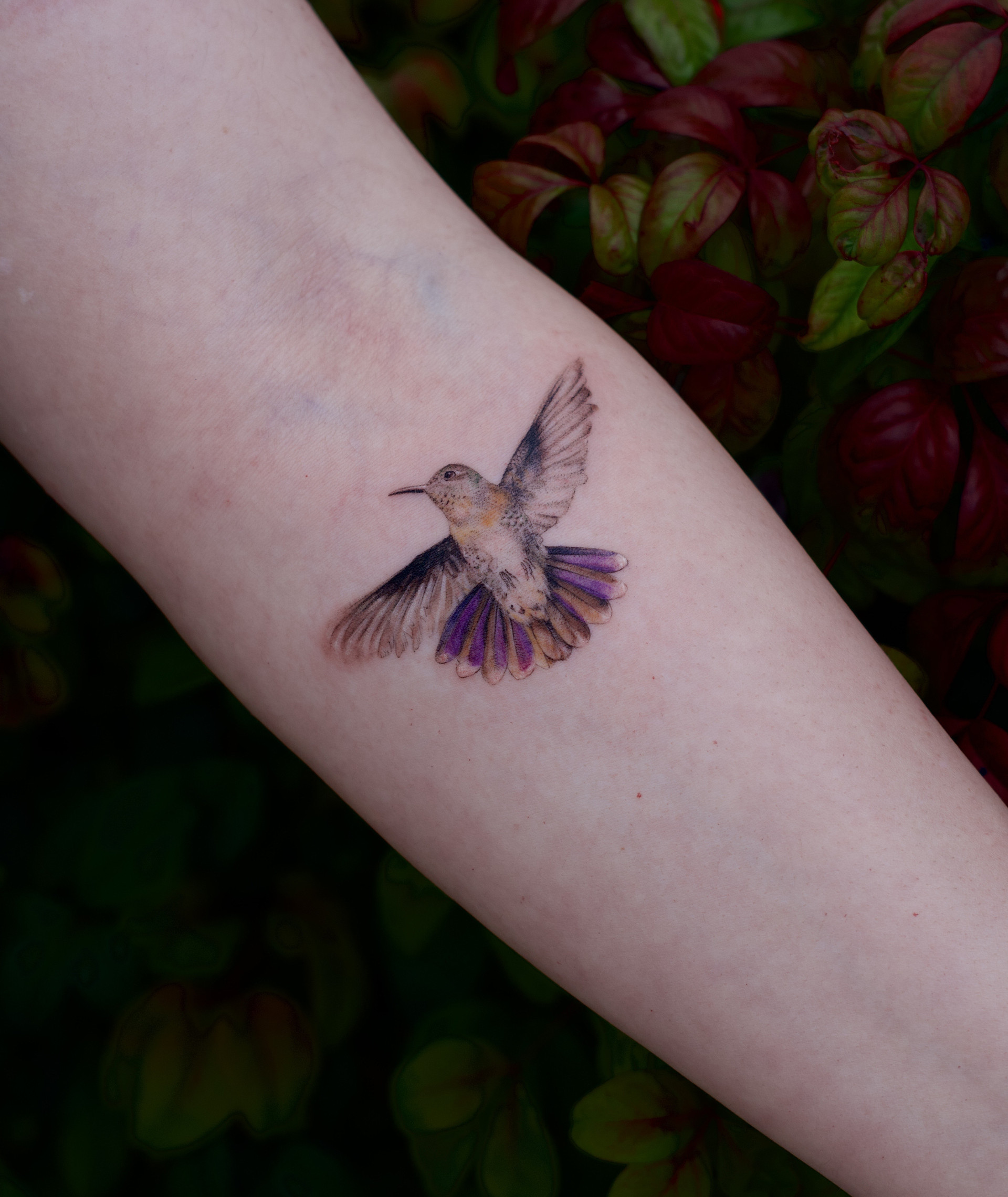 Hummingbird in Flight